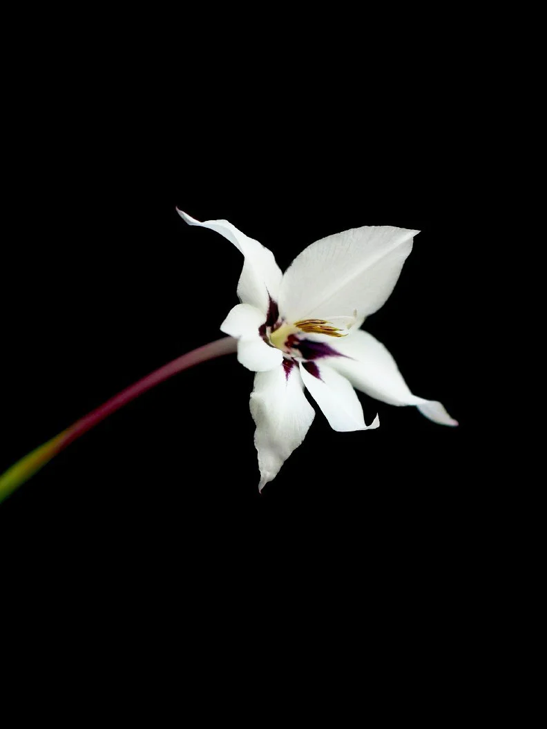 Miniatyrbild 1