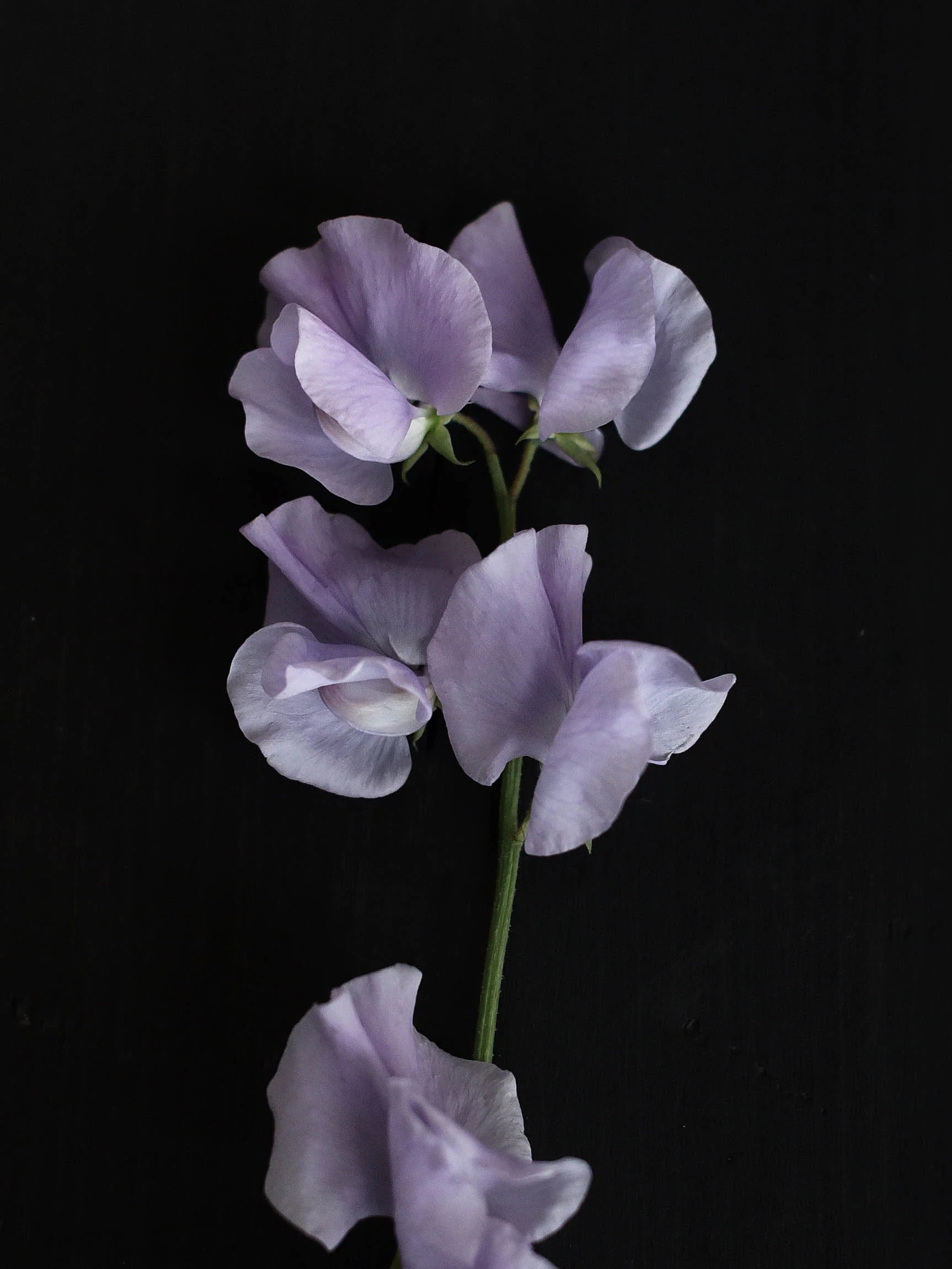 Miniatyrbild 1