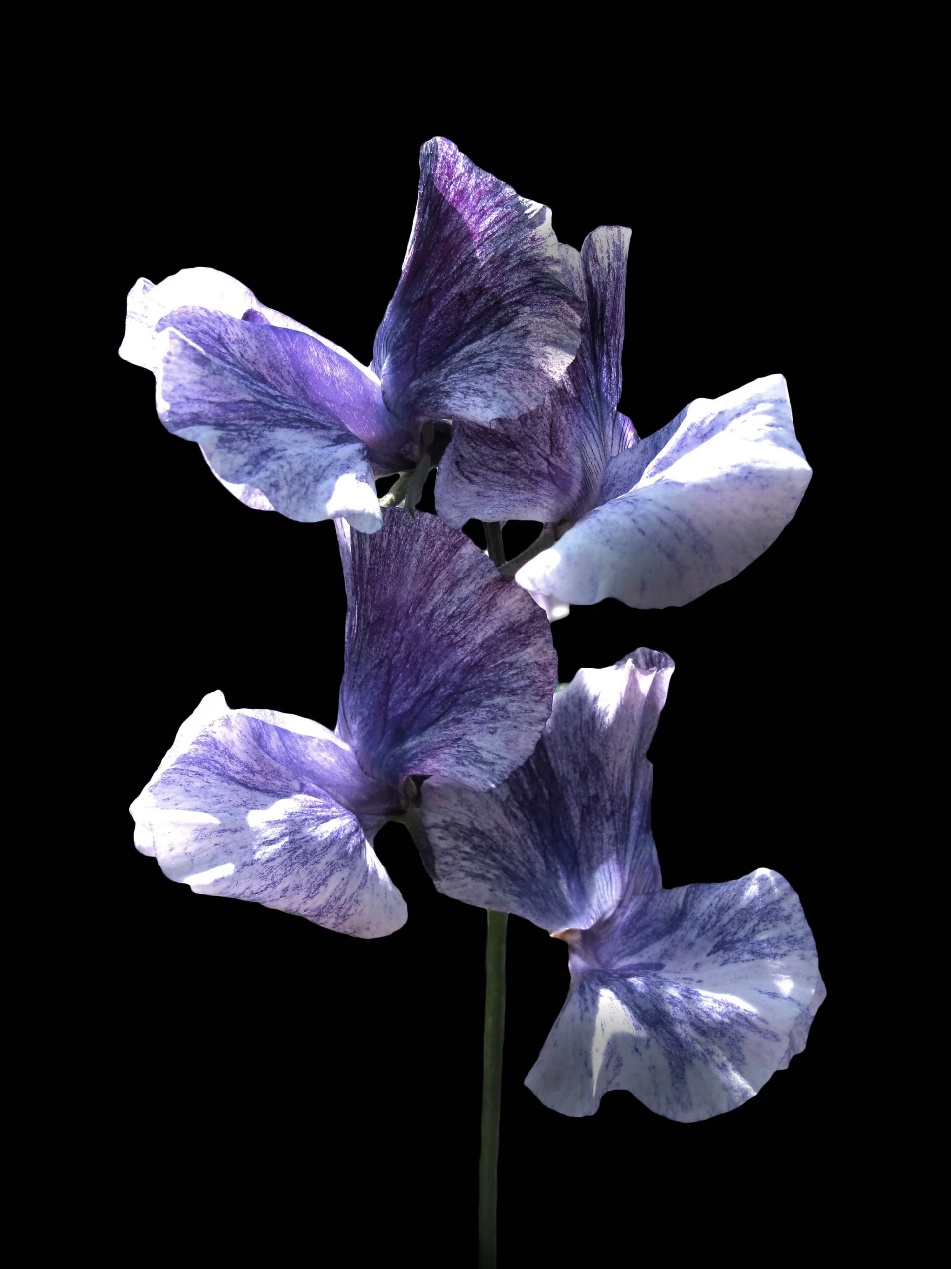 Miniatyrbild 1