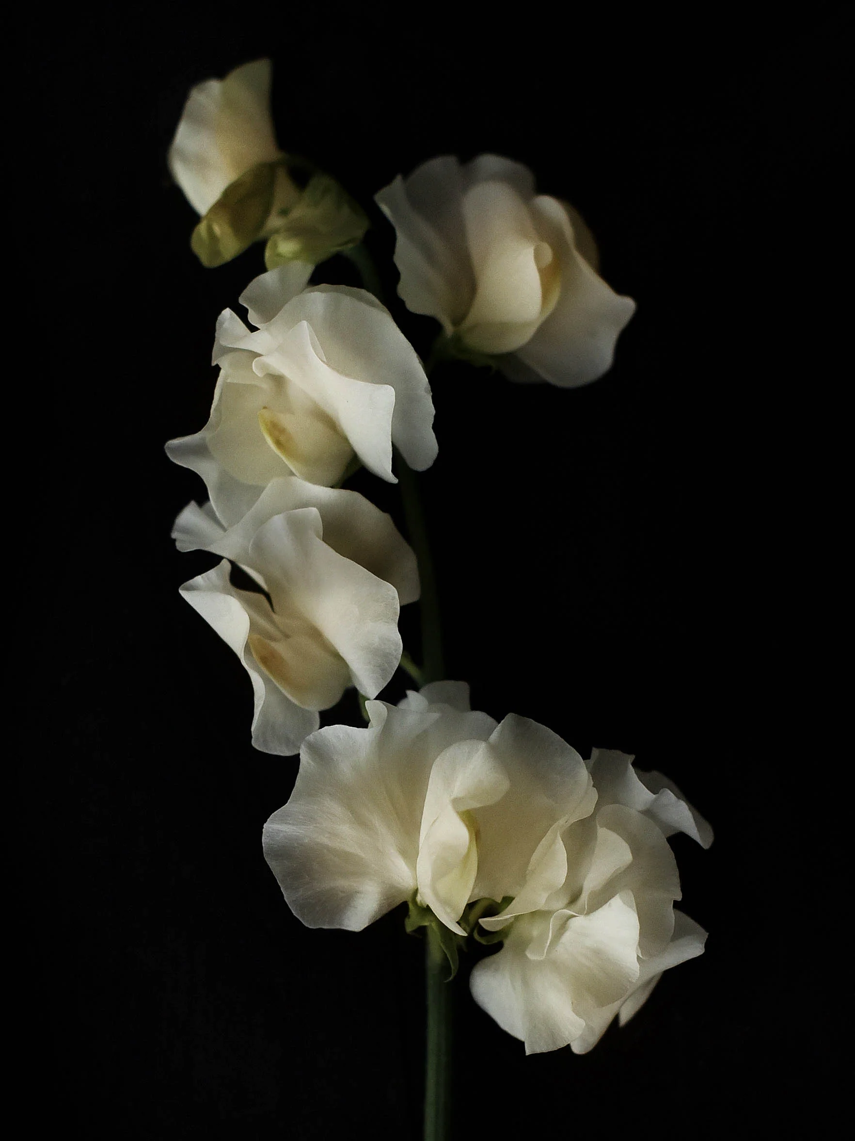 Miniatyrbild 1