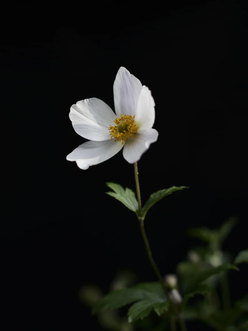 Miniatyrbild 1