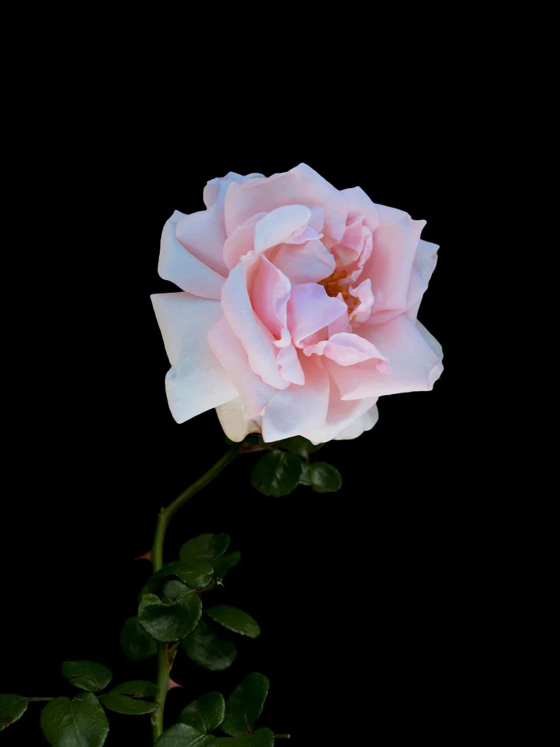 Miniatyrbild 1